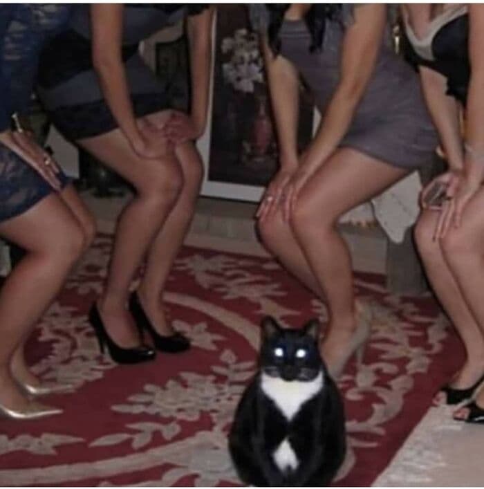 30 Nonsense Pics Of Cats That Weirdly Make Sense