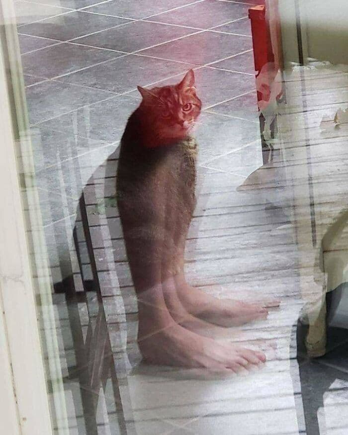 30 Nonsense Pics Of Cats That Weirdly Make Sense