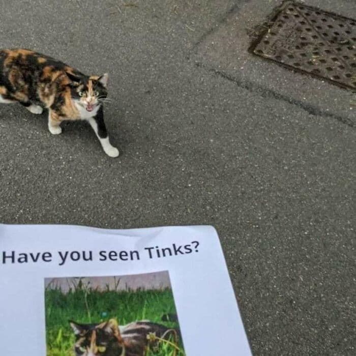30 Nonsense Pics Of Cats That Weirdly Make Sense