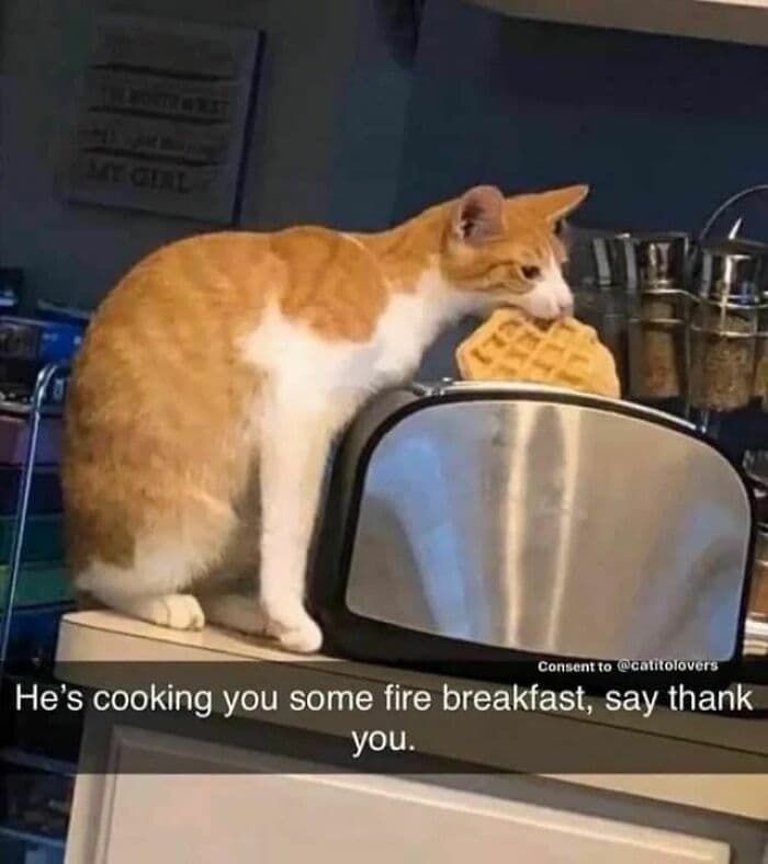30 Nonsense Pics Of Cats That Weirdly Make Sense