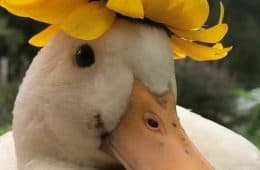 30 Heart Warming Pics That Show Why Ducks Are The Cutest