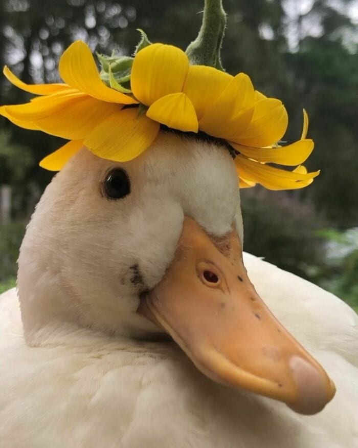 30 Heart Warming Pics That Show Why Ducks Are The Cutest