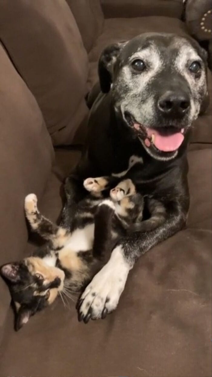 30 SoulHealing Pics Of Rescue Pets In Their New Homes 