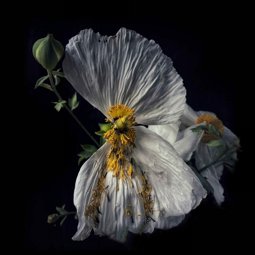 30 Unbelievable Images That Were Taken On An Iphone