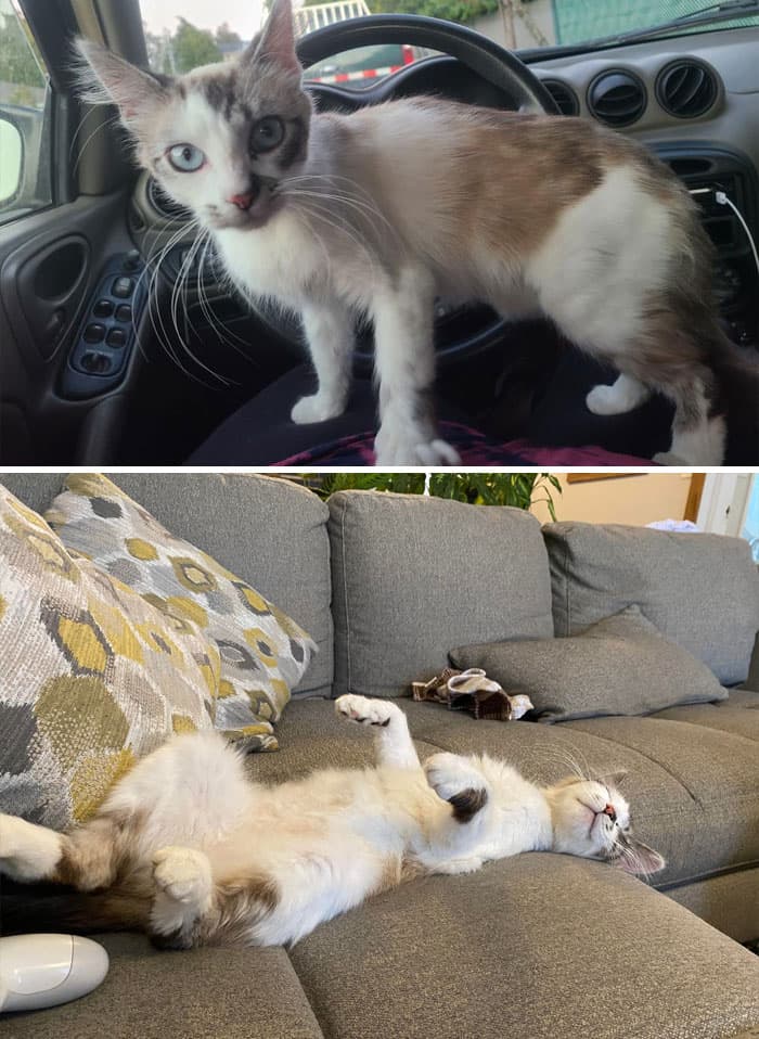 30 Abolutly Addorable Pictures Of Cats Before And After They Were Rescued