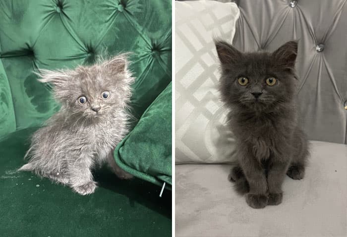 30 Abolutly Addorable Pictures Of Cats Before And After They Were Rescued