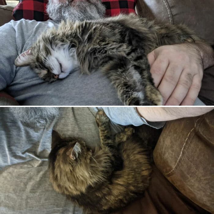 30 Abolutly Addorable Pictures Of Cats Before And After They Were Rescued