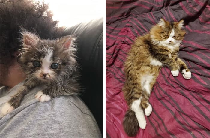 30 Abolutly Addorable Pictures Of Cats Before And After They Were Rescued