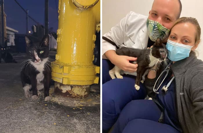 30 Abolutly Addorable Pictures Of Cats Before And After They Were Rescued