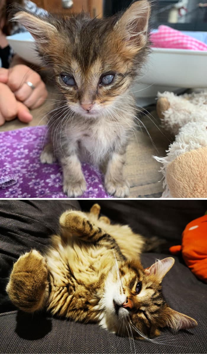 30 Abolutly Addorable Pictures Of Cats Before And After They Were Rescued