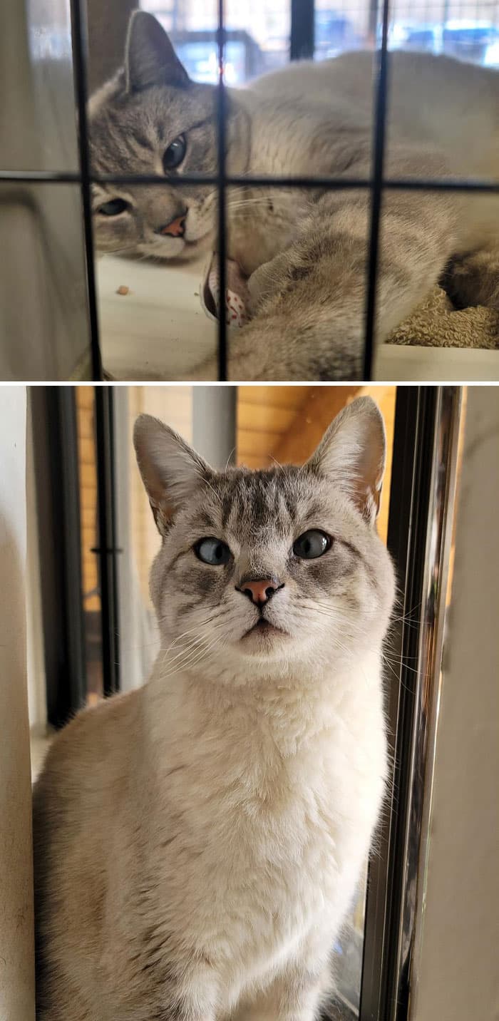 30 Abolutly Addorable Pictures Of Cats Before And After They Were Rescued