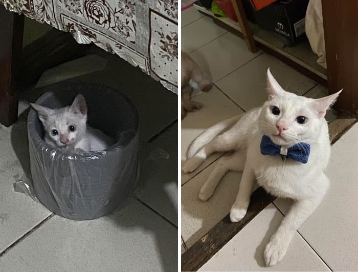30 Abolutly Addorable Pictures Of Cats Before And After They Were Rescued