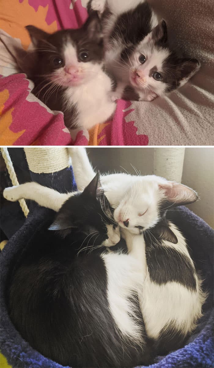 30 Abolutly Addorable Pictures Of Cats Before And After They Were Rescued