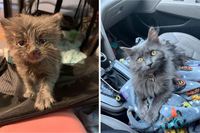 30 Abolutly Addorable Pictures Of Cats Before And After They Were Rescued
