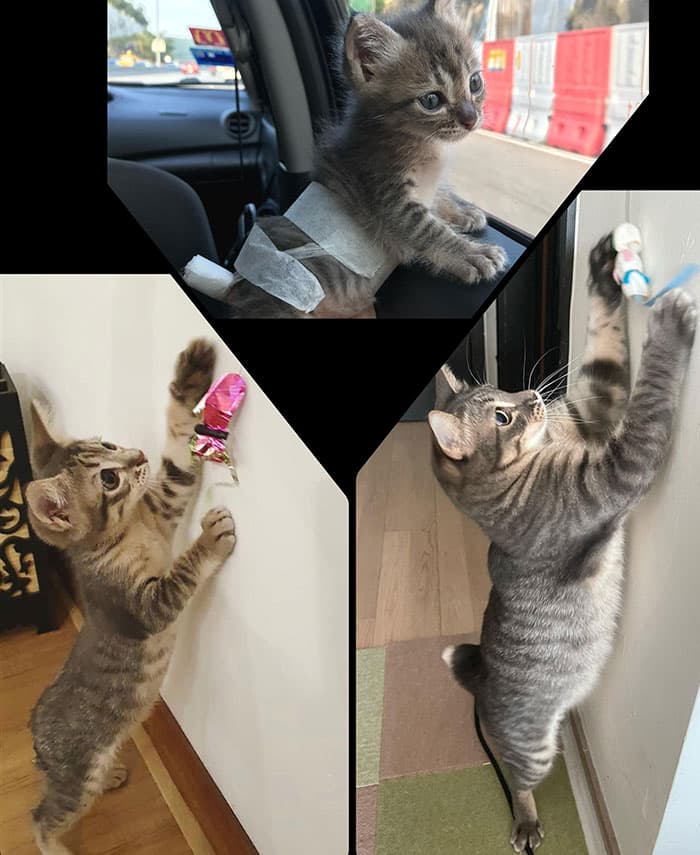 30 Abolutly Addorable Pictures Of Cats Before And After They Were Rescued