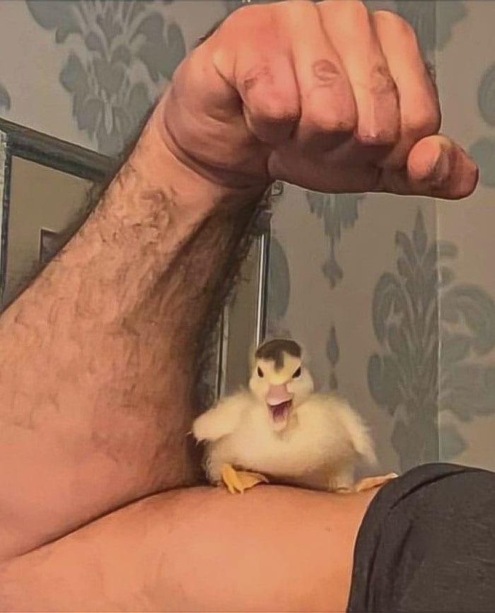 30 Heart Warming Pics That Show Why Ducks Are The Cutest