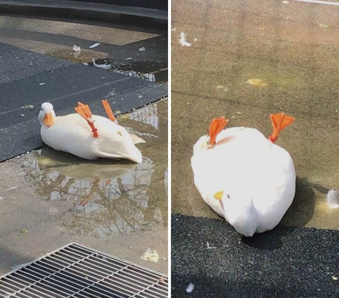 30 Heart Warming Pics That Show Why Ducks Are The Cutest