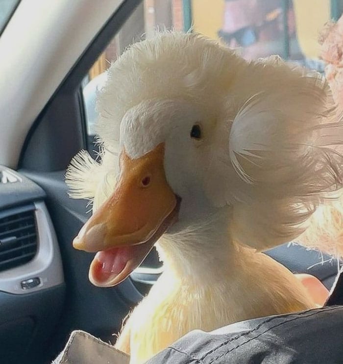 30 Heart Warming Pics That Show Why Ducks Are The Cutest