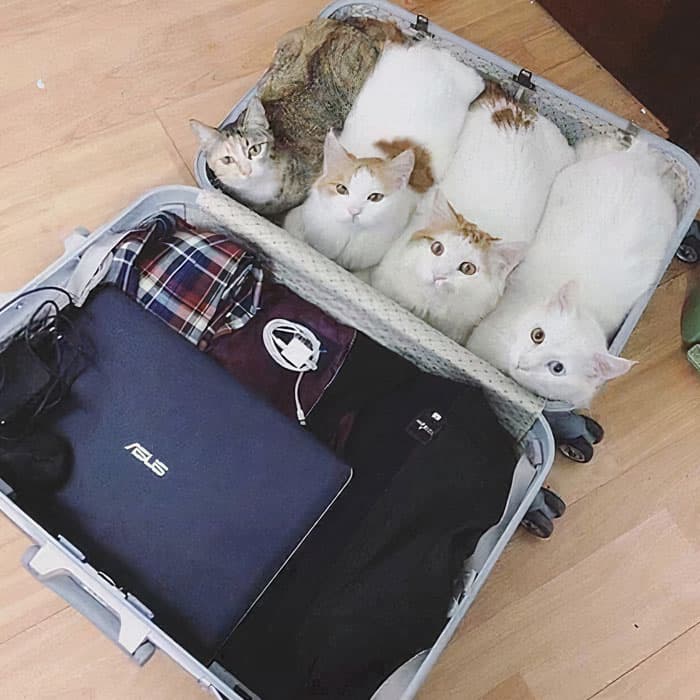 30 Absolutely Adorable ‘If I Fits, I Sits’ Animal Pics