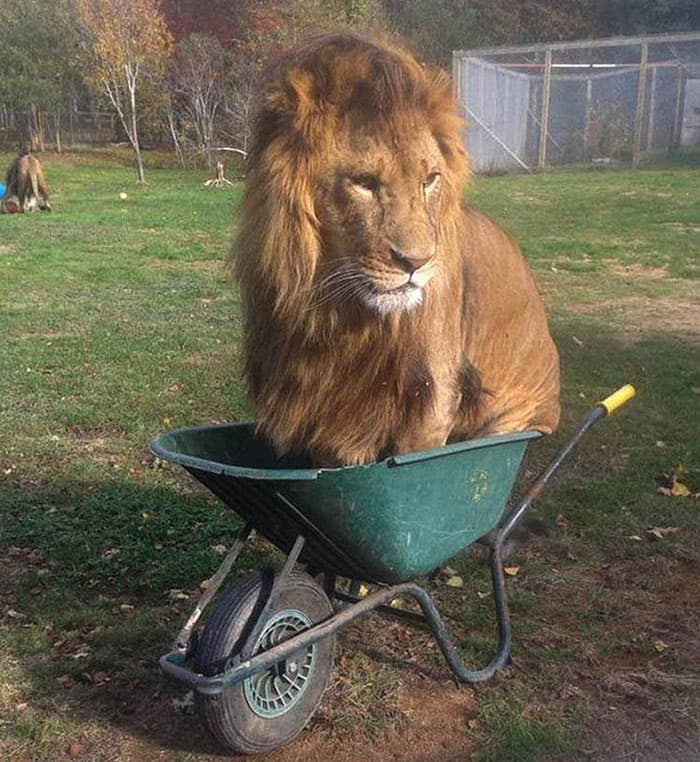 30 Absolutely Adorable ‘If I Fits, I Sits’ Animal Pics