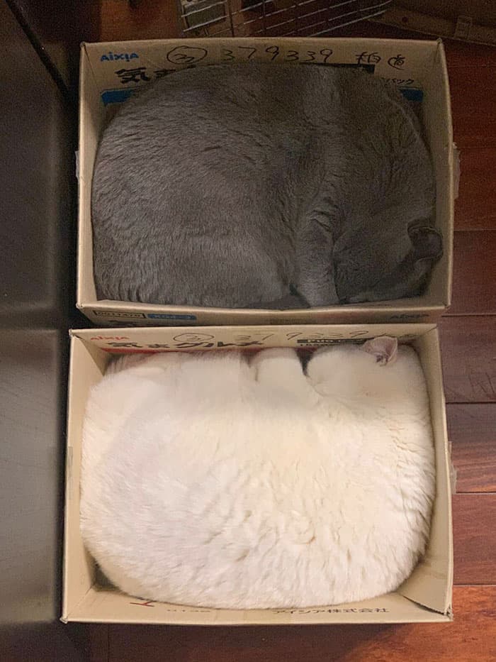 30 Absolutely Adorable ‘If I Fits, I Sits’ Animal Pics