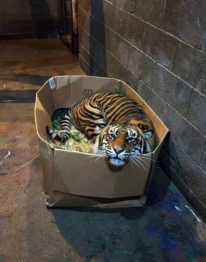 30 Absolutely Adorable ‘If I Fits, I Sits’ Animal Pics