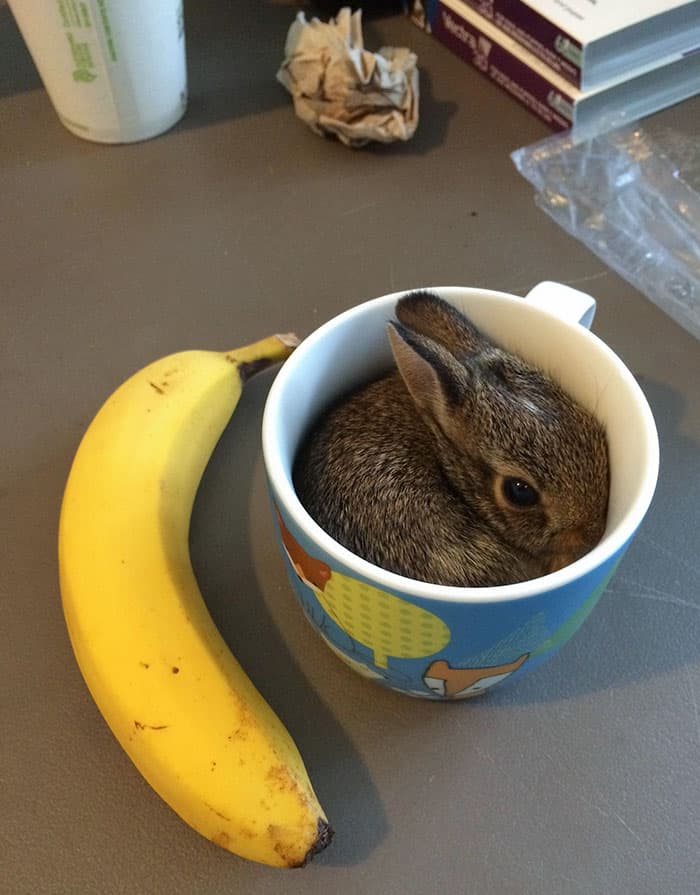 30 Absolutely Adorable ‘If I Fits, I Sits’ Animal Pics