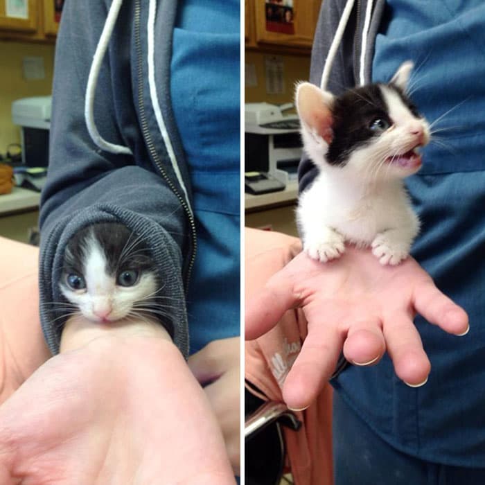 30 Absolutely Adorable ‘If I Fits, I Sits’ Animal Pics