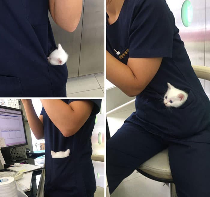 30 Absolutely Adorable ‘If I Fits, I Sits’ Animal Pics