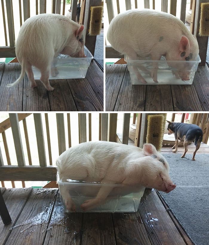 30 Absolutely Adorable ‘If I Fits, I Sits’ Animal Pics