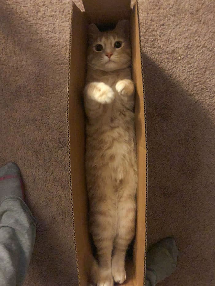 30 Absolutely Adorable ‘If I Fits, I Sits’ Animal Pics