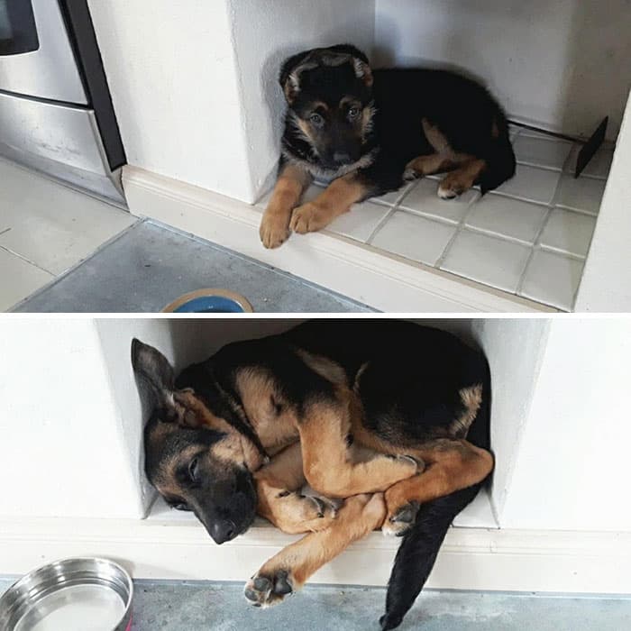 30 Absolutely Adorable ‘If I Fits, I Sits’ Animal Pics