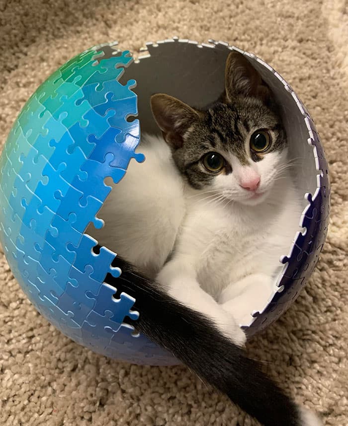 30 Absolutely Adorable ‘If I Fits, I Sits’ Animal Pics