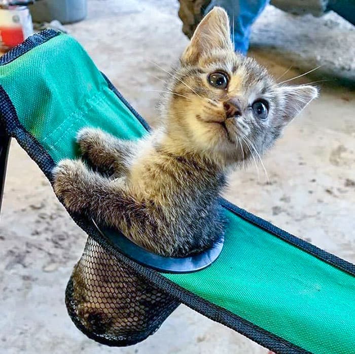 30 Absolutely Adorable ‘If I Fits, I Sits’ Animal Pics