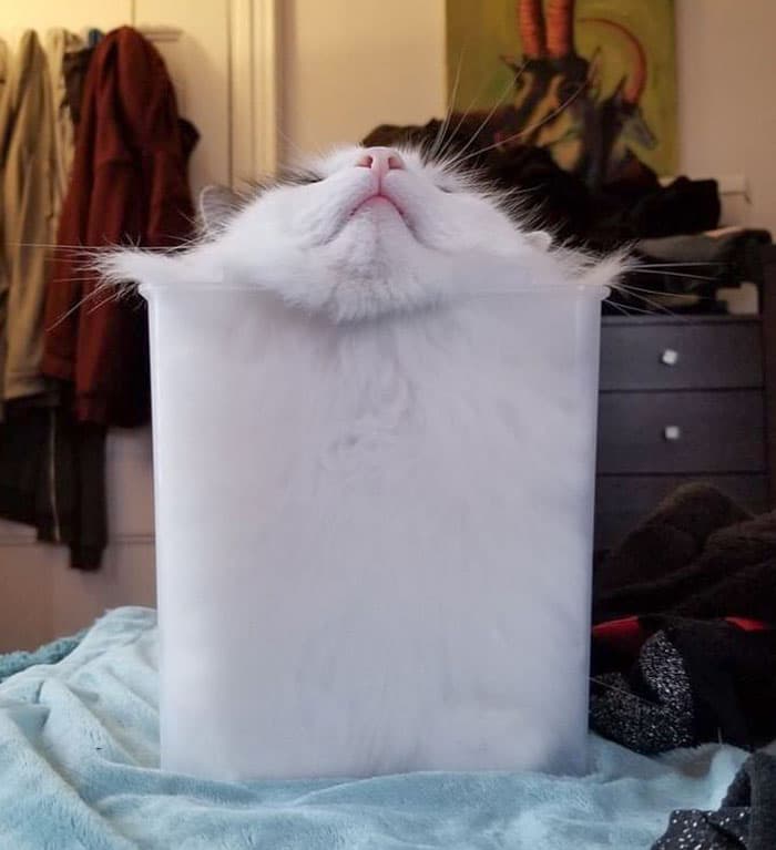 30 Absolutely Adorable ‘If I Fits, I Sits’ Animal Pics