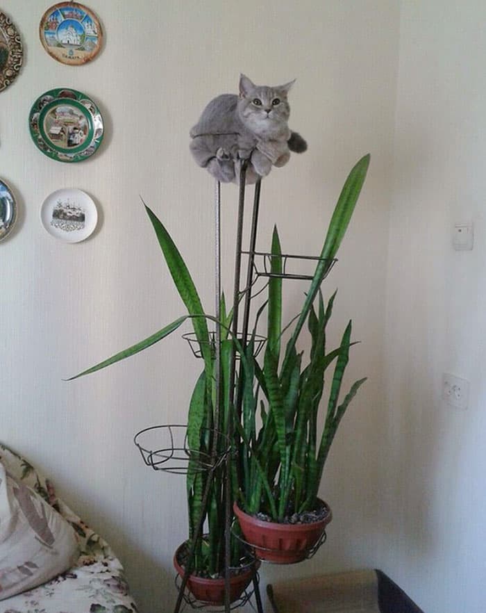 30 Absolutely Adorable ‘If I Fits, I Sits’ Animal Pics