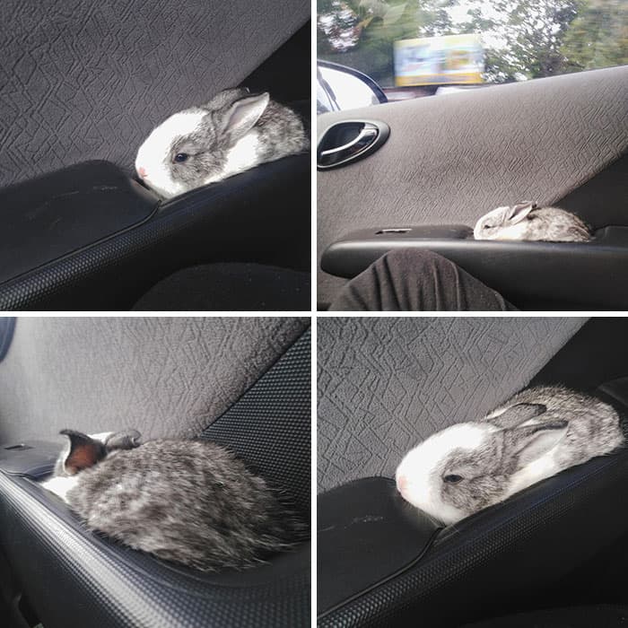 30 Absolutely Adorable ‘If I Fits, I Sits’ Animal Pics