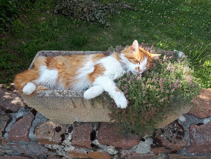 30 Absolutely Adorable ‘If I Fits, I Sits’ Animal Pics