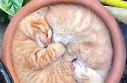 30 Absolutely Adorable ‘If I Fits, I Sits’ Animal Pics