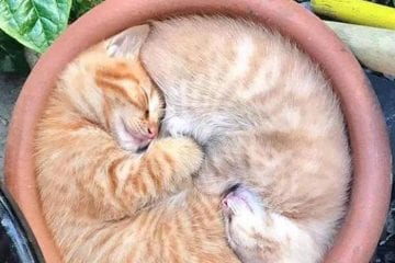 30 Absolutely Adorable ‘If I Fits, I Sits’ Animal Pics