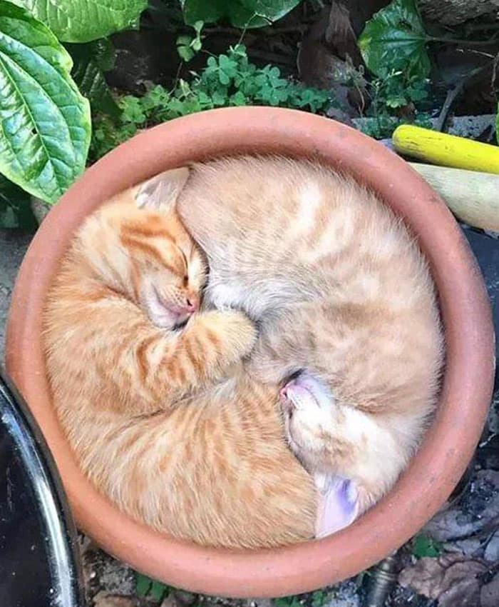 30 Absolutely Adorable ‘If I Fits, I Sits’ Animal Pics