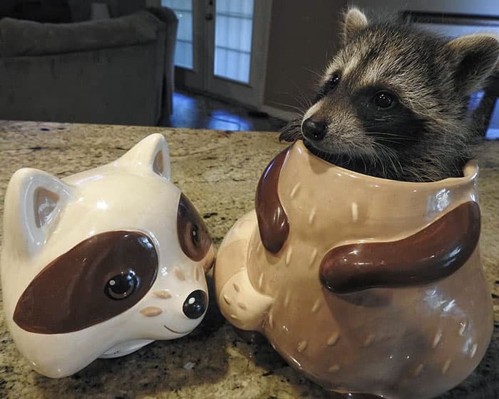 30 Absolutely Adorable ‘If I Fits, I Sits’ Animal Pics
