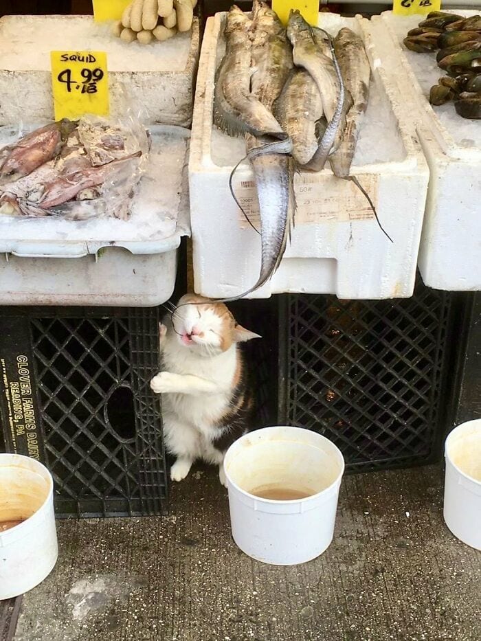 30 Awesome Images Of Cats Acting Like They Own The Place
