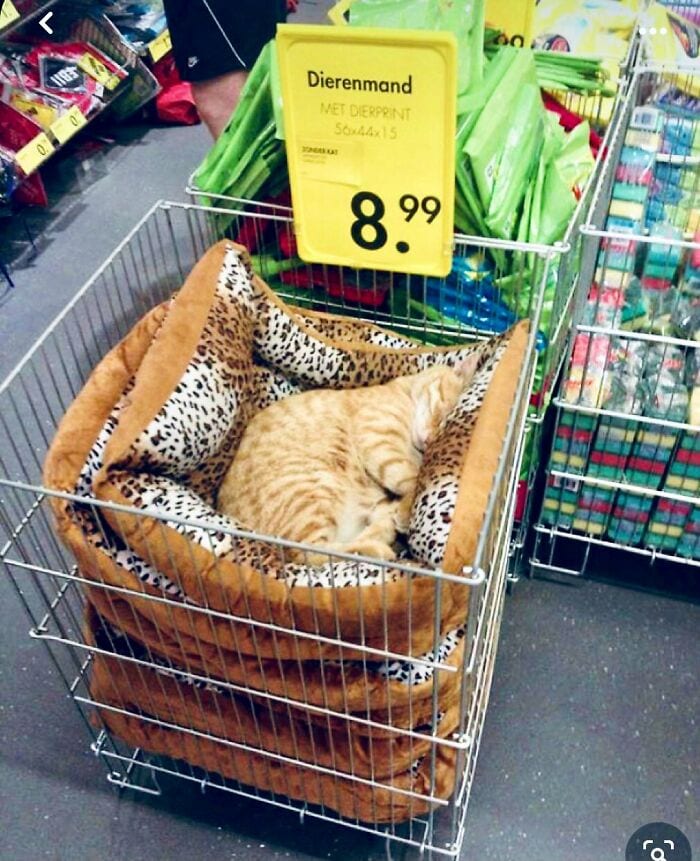 30 Awesome Images Of Cats Acting Like They Own The Place