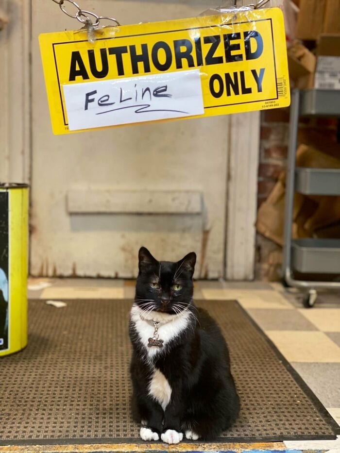 30 Awesome Images Of Cats Acting Like They Own The Place