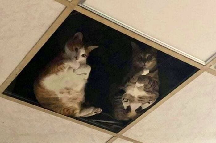 30 Awesome Images Of Cats Acting Like They Own The Place