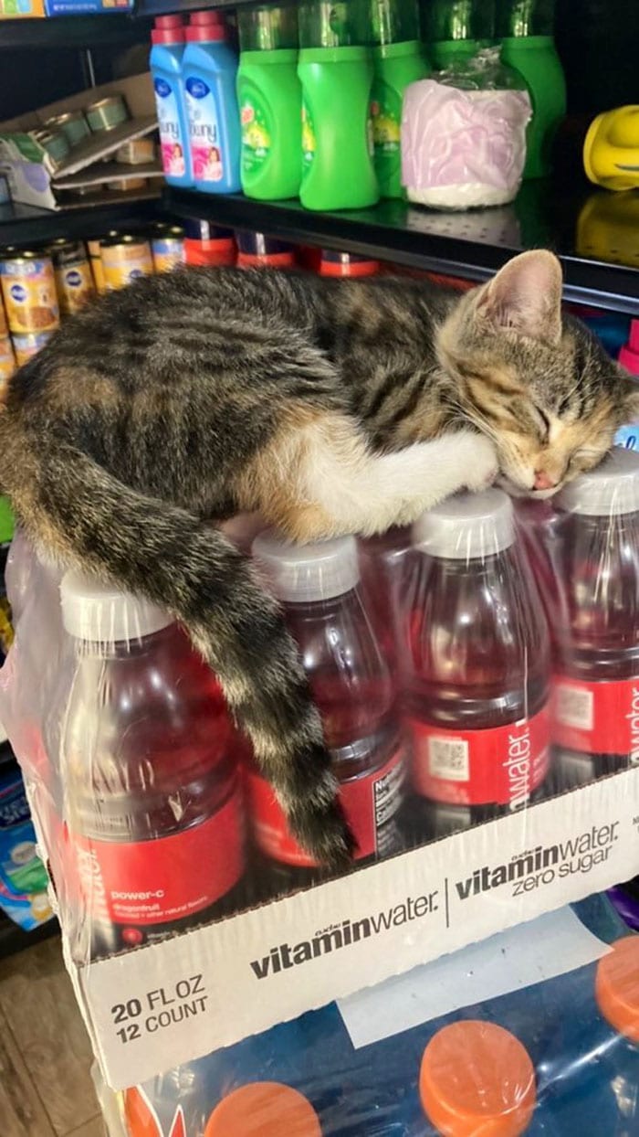 30 Awesome Images Of Cats Acting Like They Own The Place