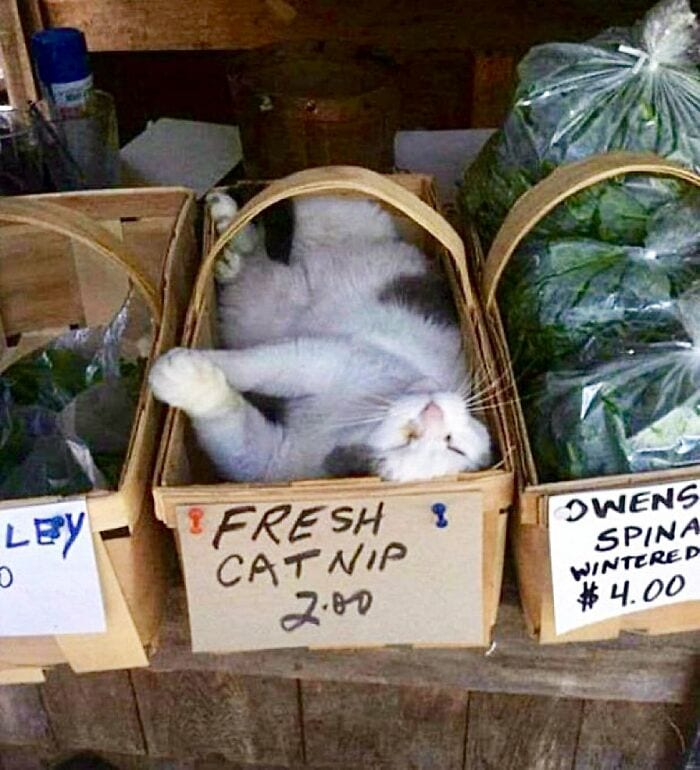 30 Awesome Images Of Cats Acting Like They Own The Place