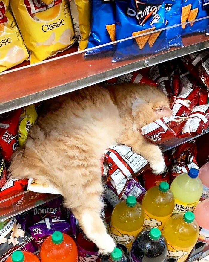 30 Awesome Images Of Cats Acting Like They Own The Place