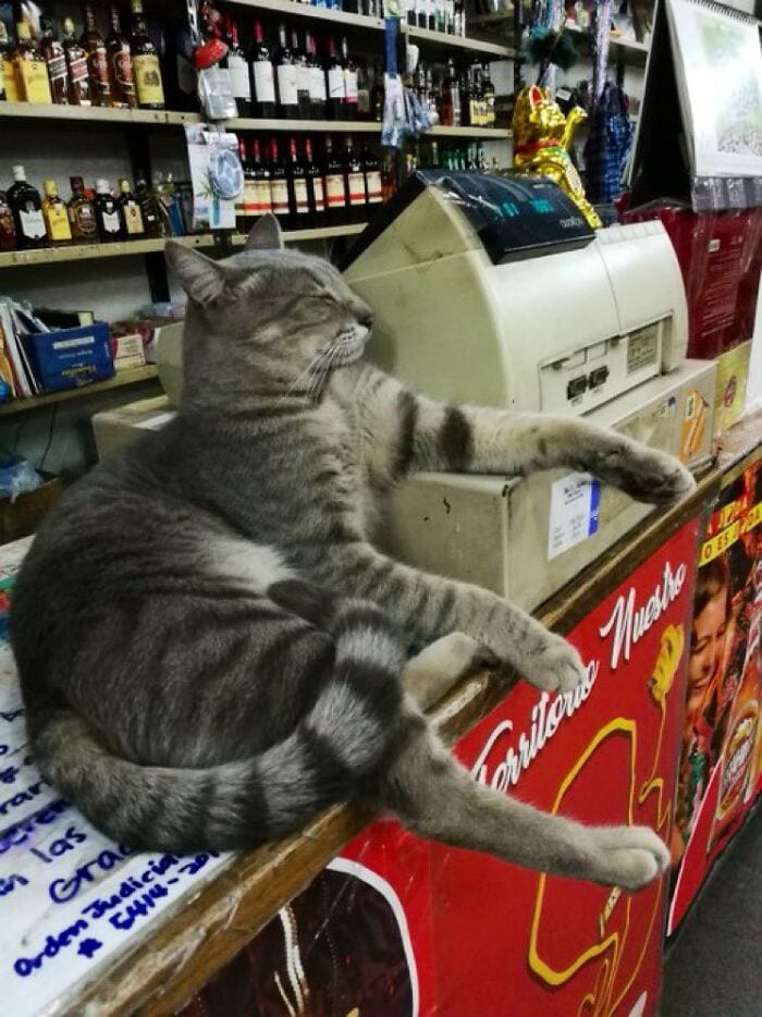 30 Awesome Images Of Cats Acting Like They Own The Place